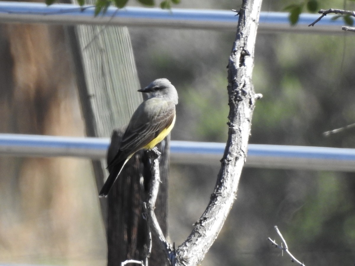 Western Kingbird - ML634064729