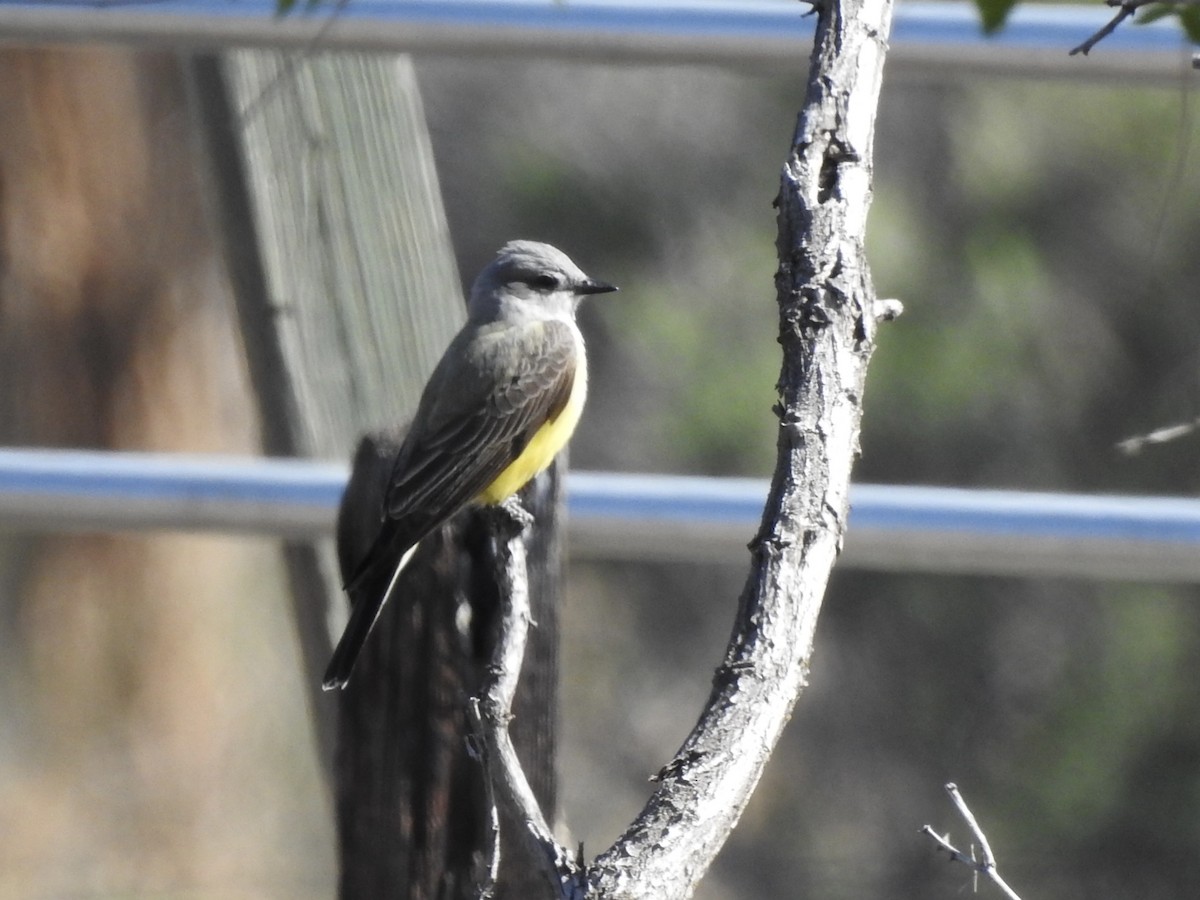 Western Kingbird - ML634064735