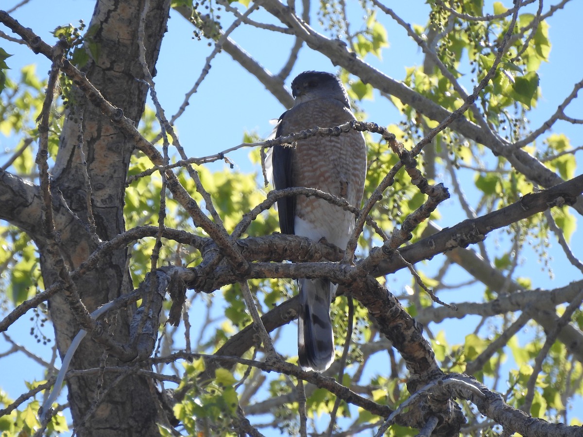 Cooper's Hawk - ML634064779