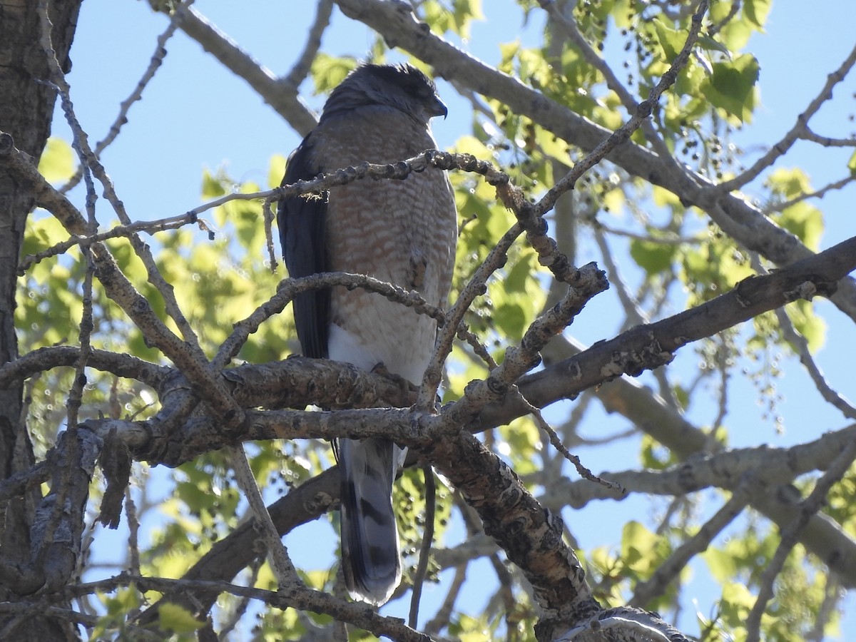 Cooper's Hawk - ML634064782