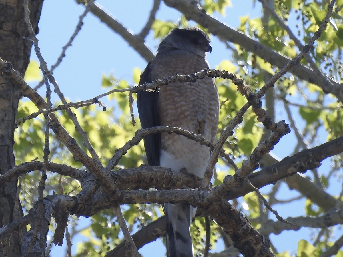 Cooper's Hawk - ML634064783
