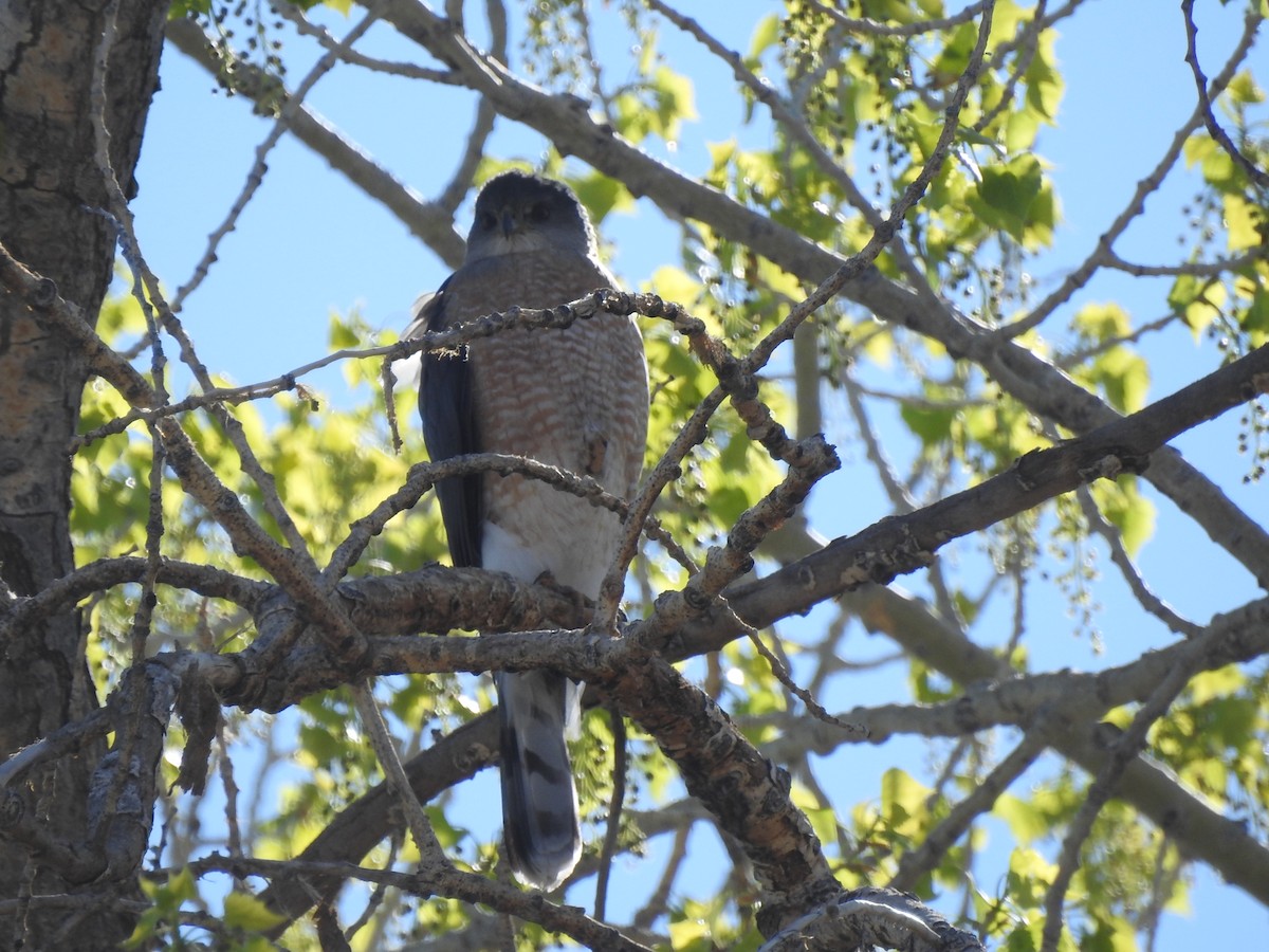 Cooper's Hawk - ML634064791