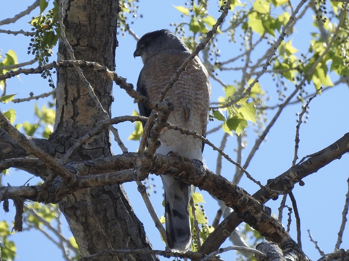 Cooper's Hawk - ML634064792