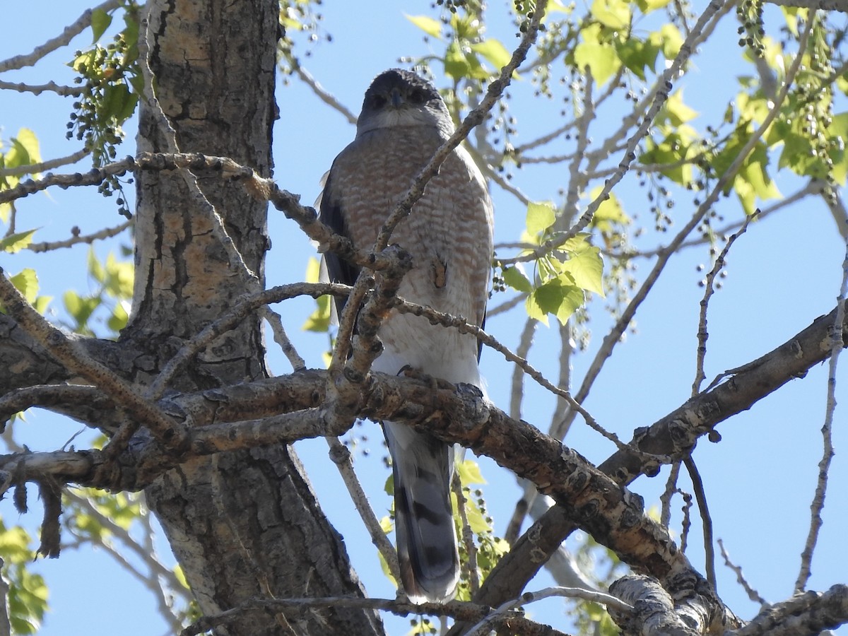 Cooper's Hawk - ML634064809