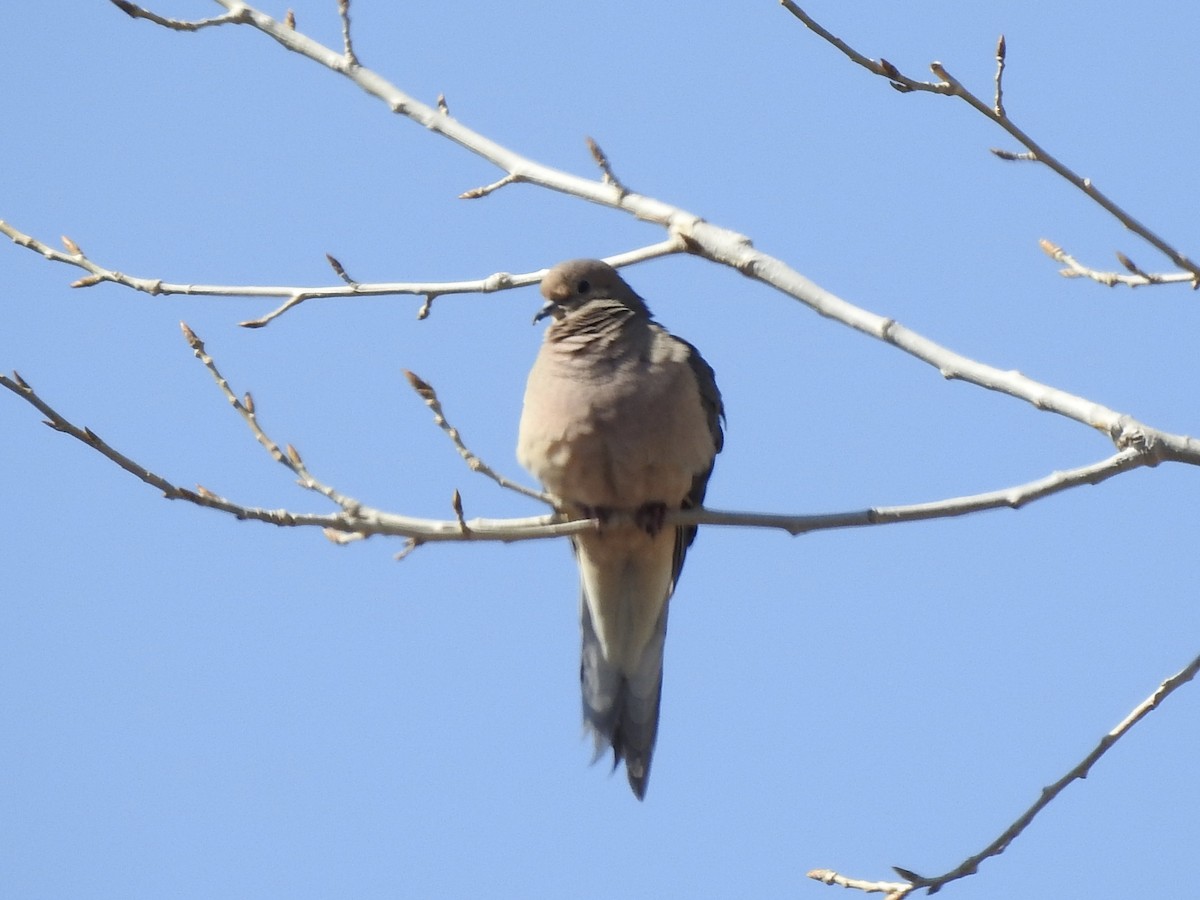 Mourning Dove - ML634064816