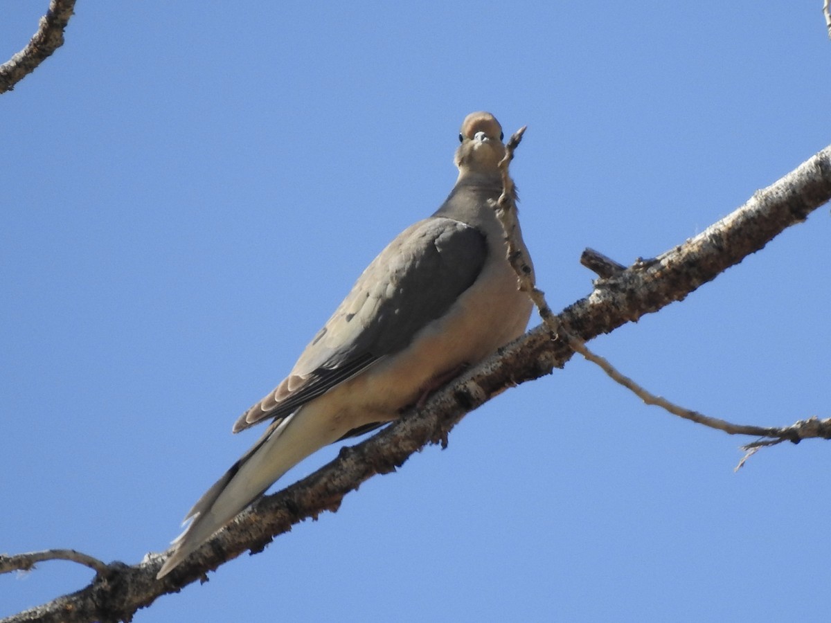 Mourning Dove - ML634064826