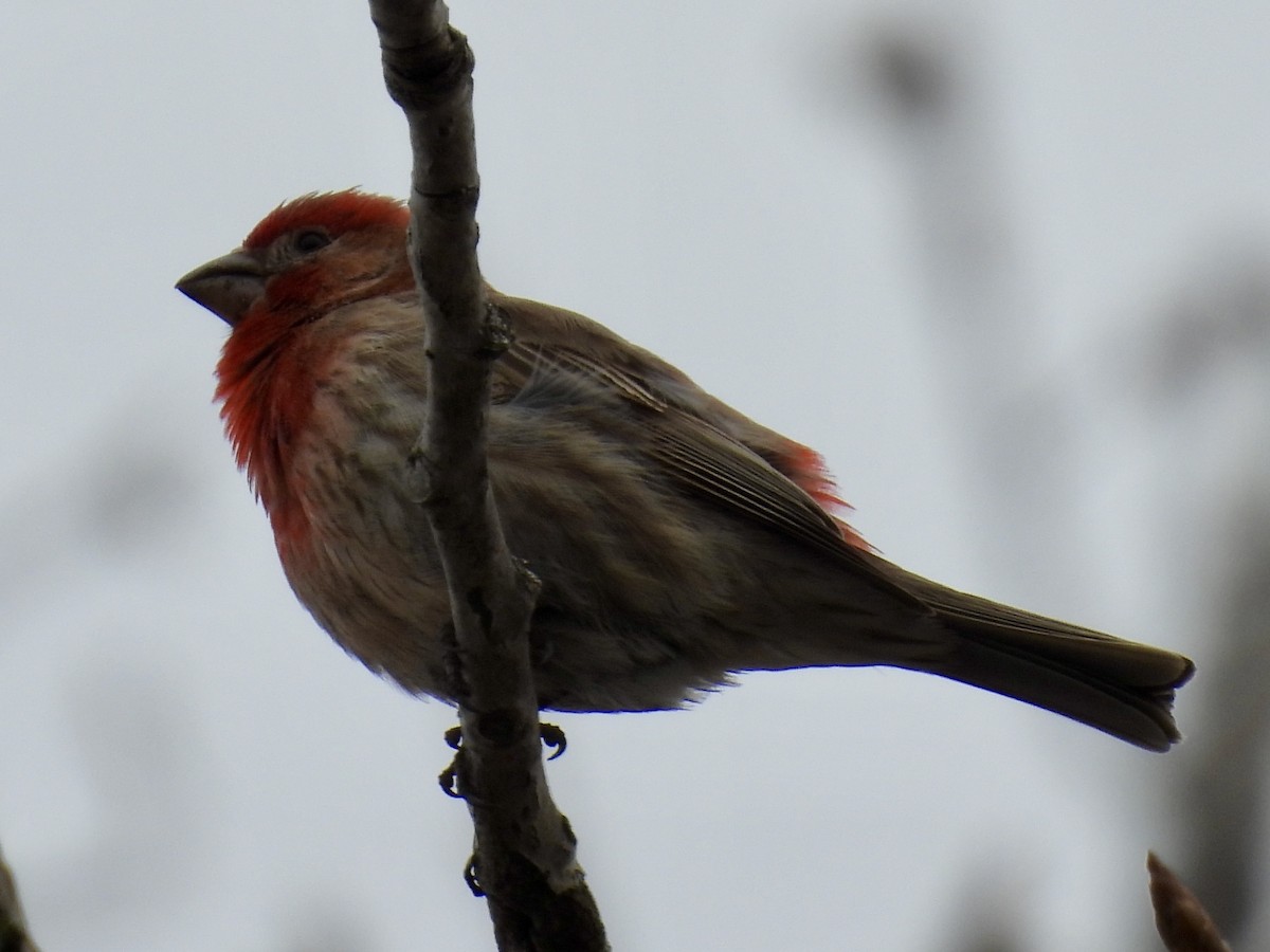 House Finch - ML634064934