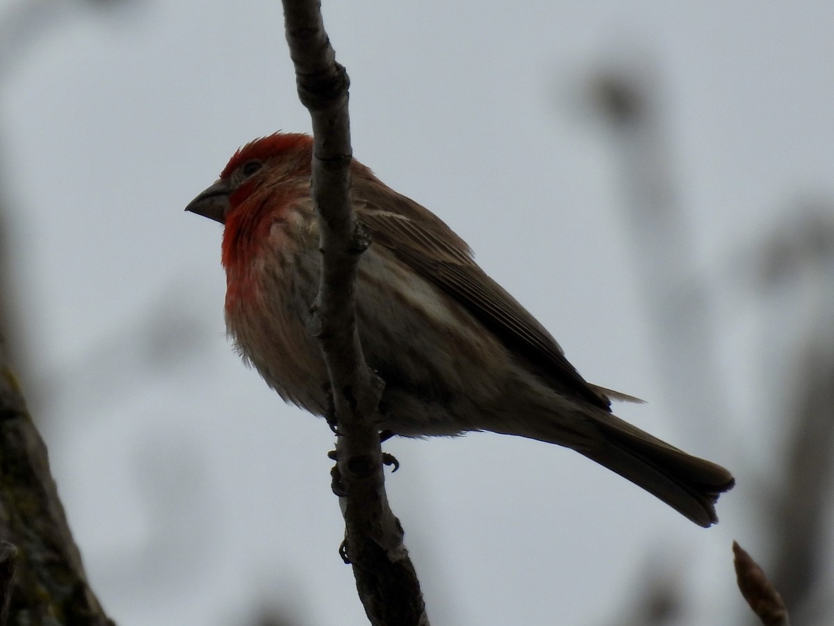 House Finch - ML634064935