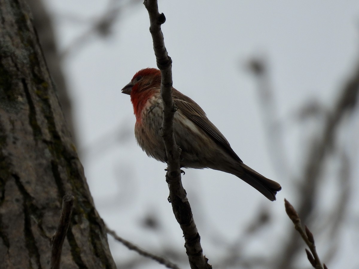 House Finch - ML634064936