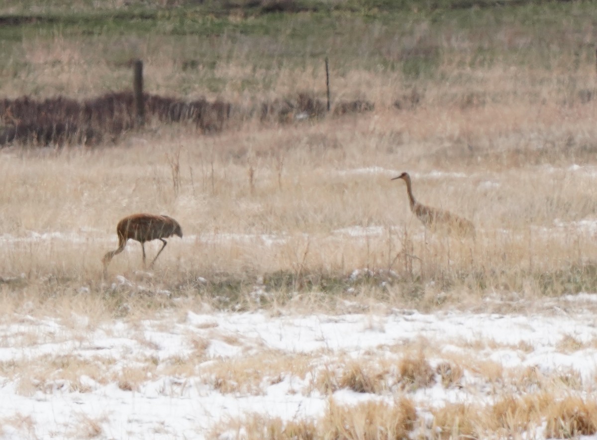 Sandhill Crane - ML634065040