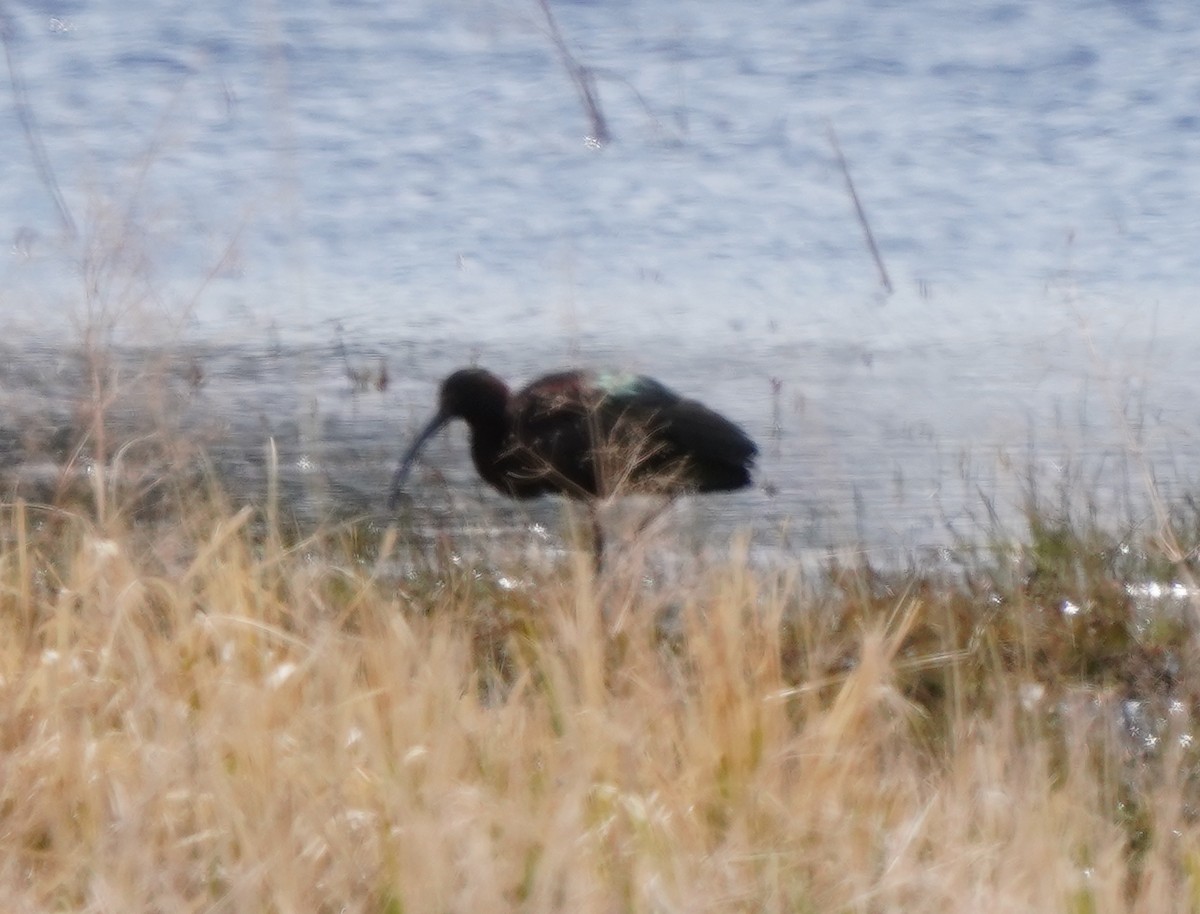 White-faced Ibis - ML634065081