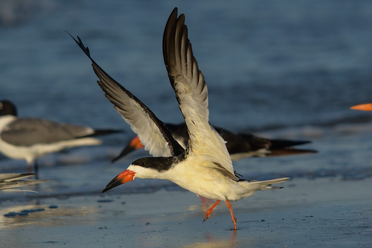 Black Skimmer - ML634065083
