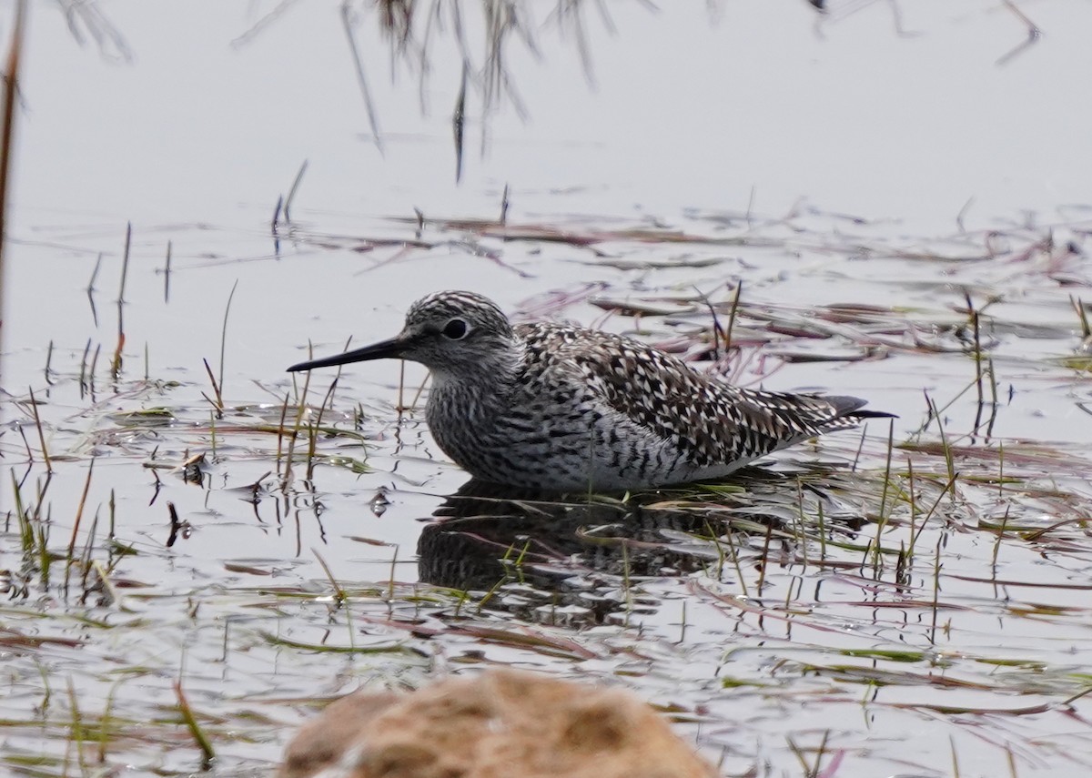 Lesser Yellowlegs - ML634065108