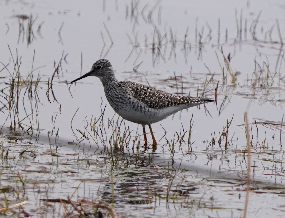 Lesser Yellowlegs - ML634065109