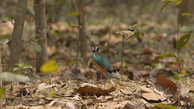 Bengalenpitta - ML634065213