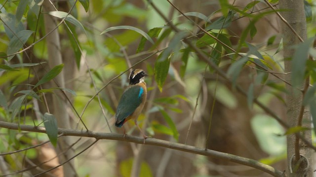 Bengalenpitta - ML634065252