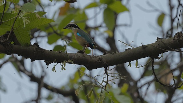 Bengalenpitta - ML634065301