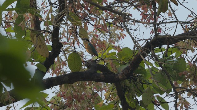 Bengalenpitta - ML634065317