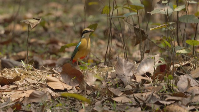 Bengalenpitta - ML634065327