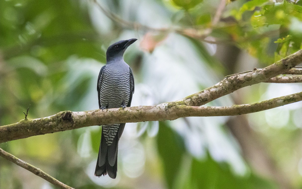 Andaman Cuckooshrike - ML634065361