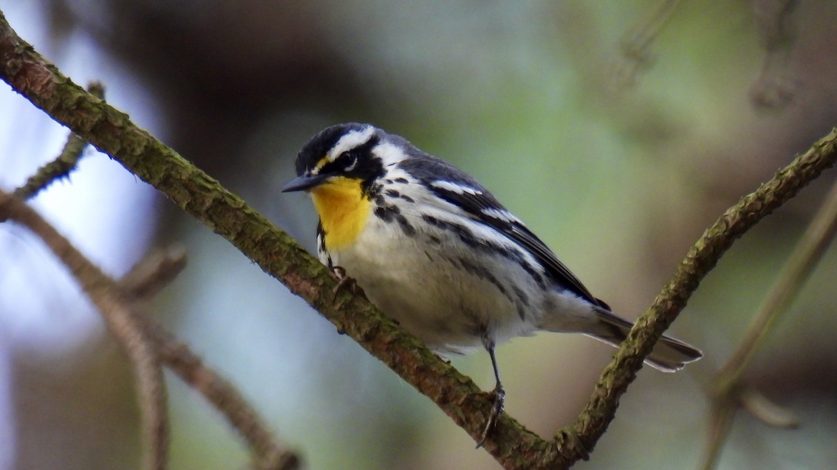 Yellow-throated Warbler - ML634065390