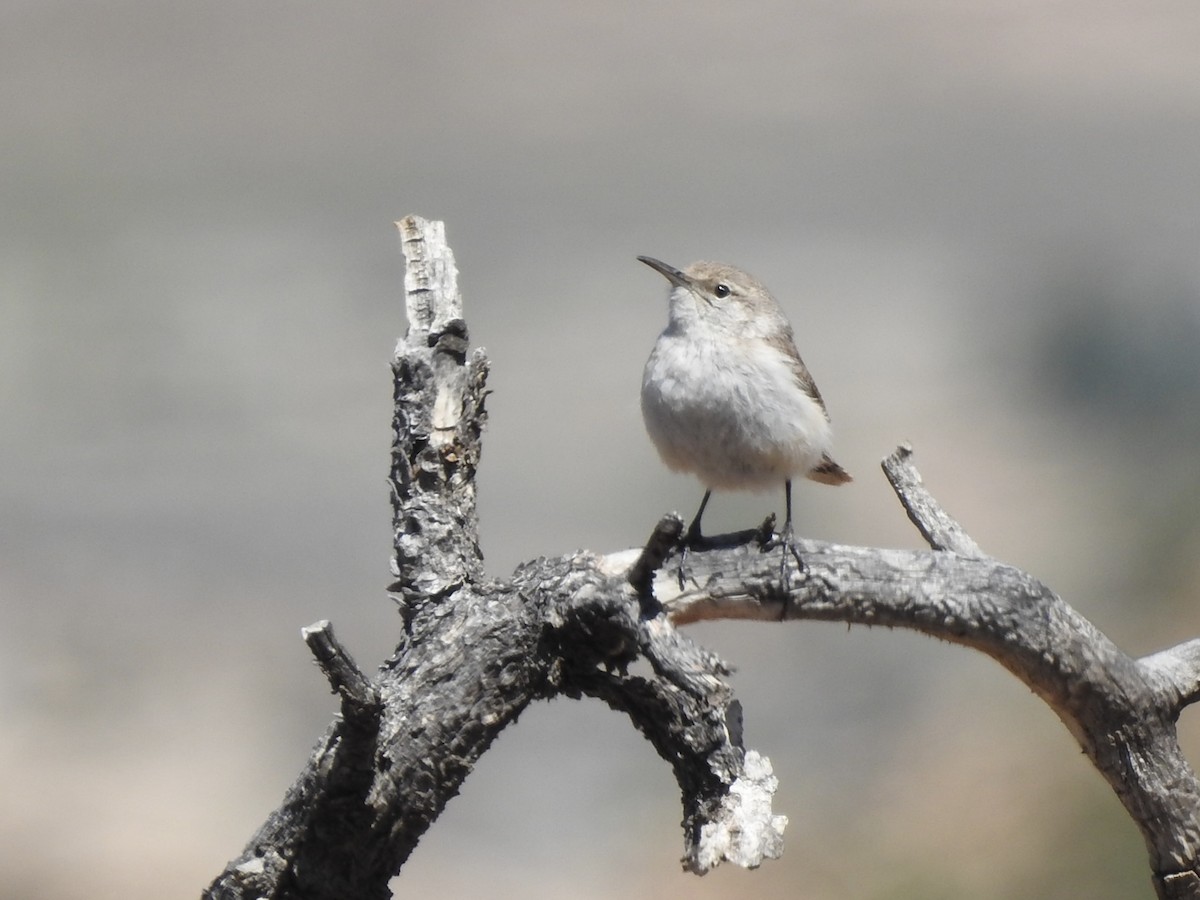 Rock Wren - ML634065517