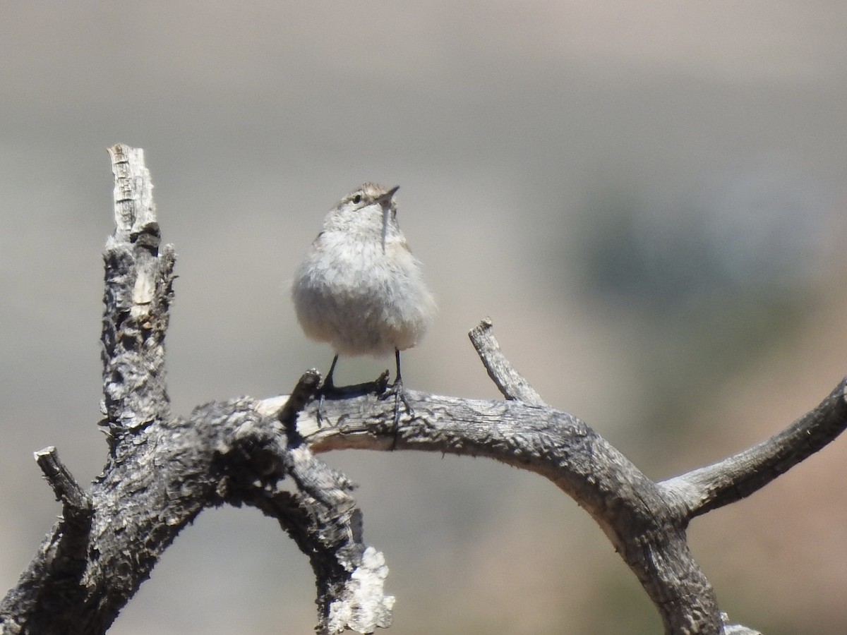 Rock Wren - ML634065527