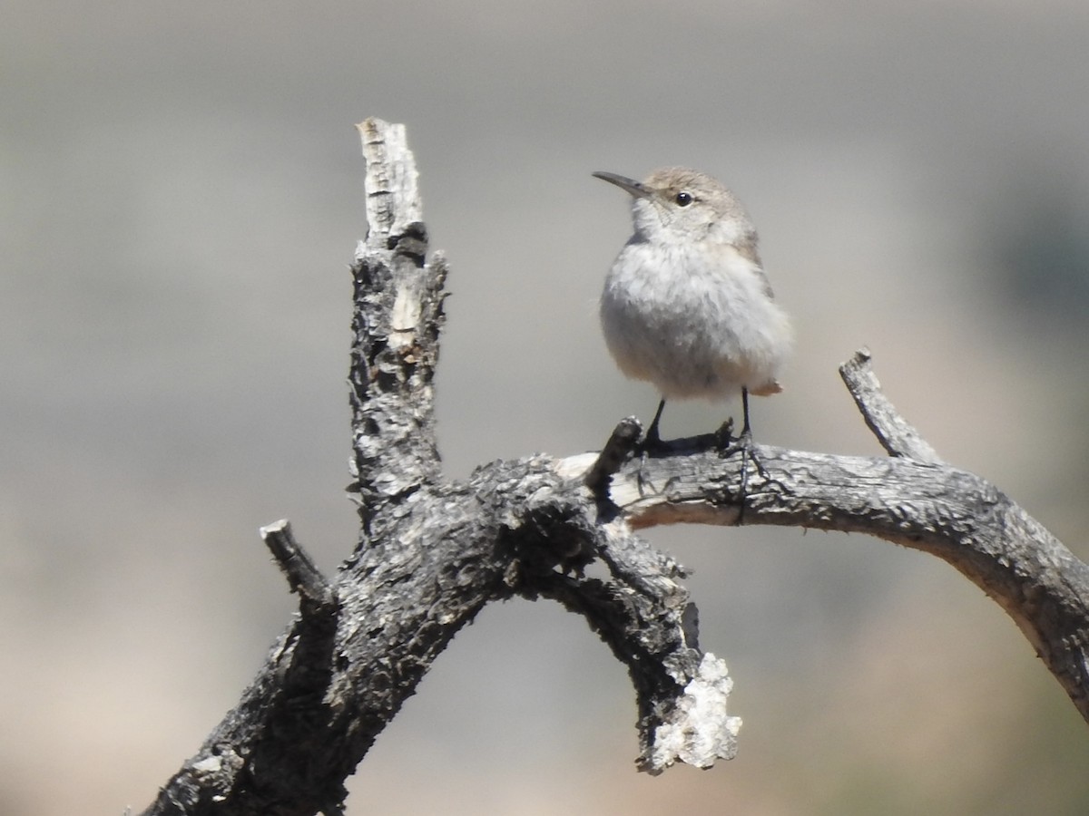 Rock Wren - ML634065532