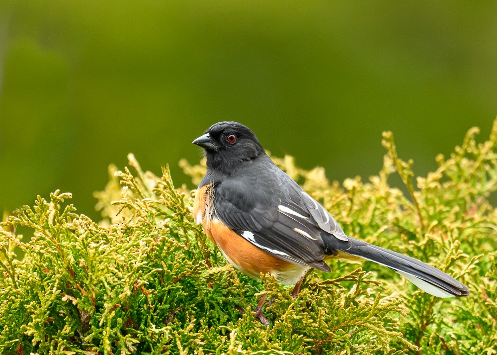 Eastern Towhee - ML634065553