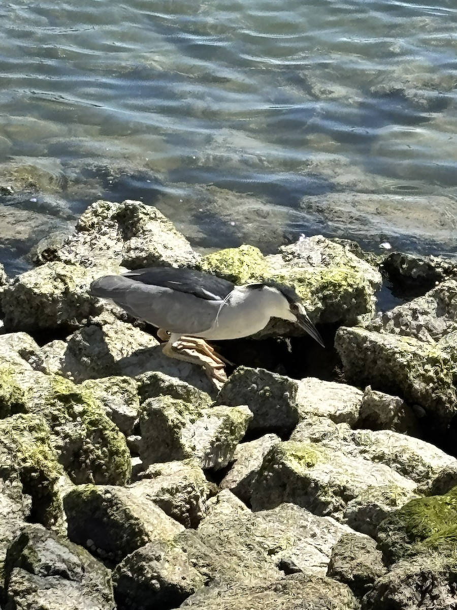 אנפת לילה - ML634065573