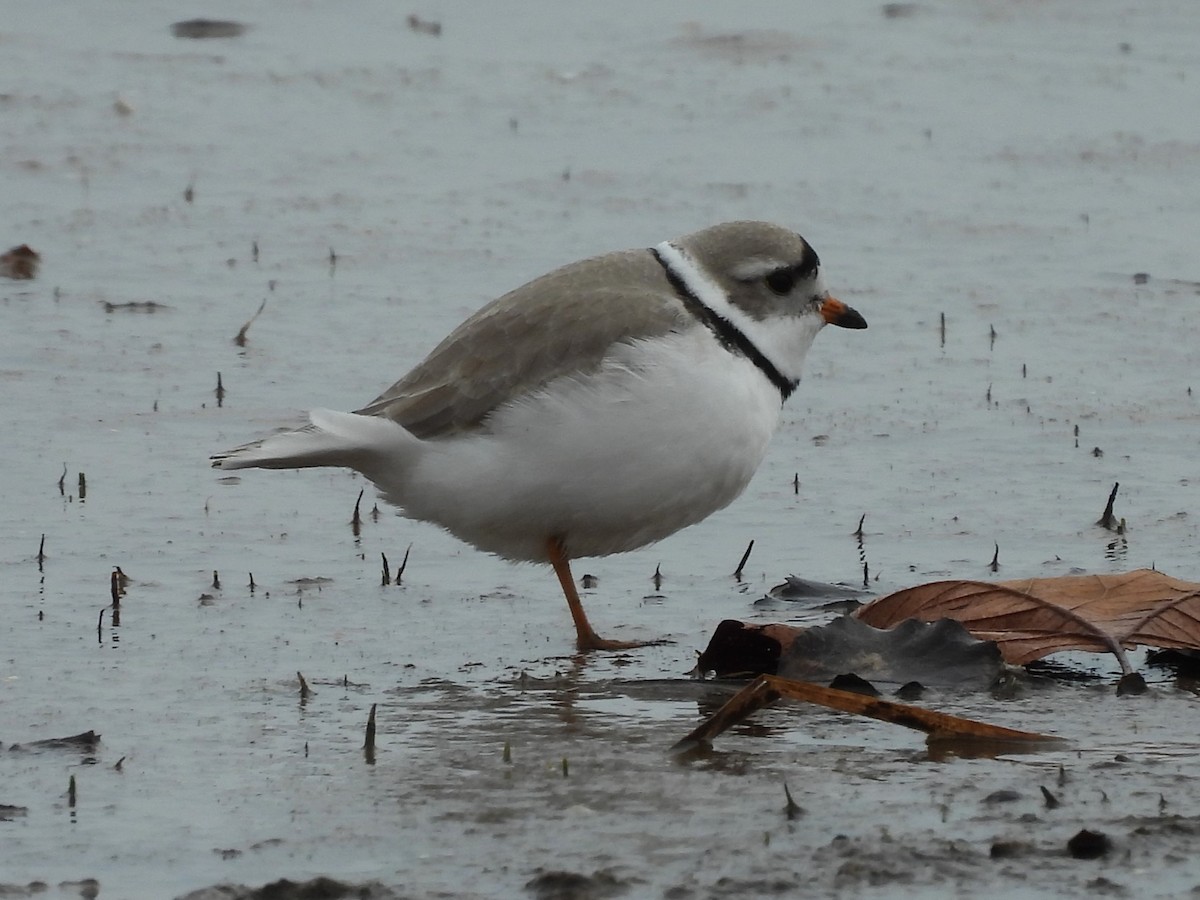 Piping Plover - ML634065686
