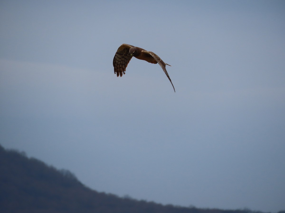 Northern Harrier - ML634065845