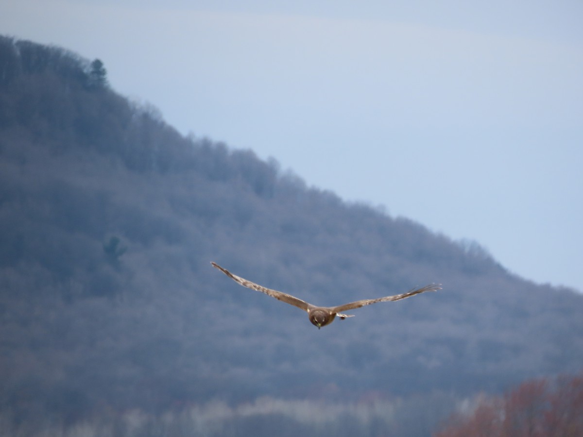 Northern Harrier - ML634065846