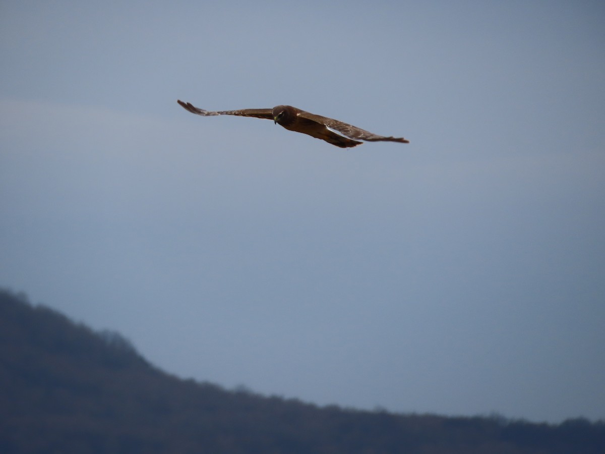 Northern Harrier - ML634065848
