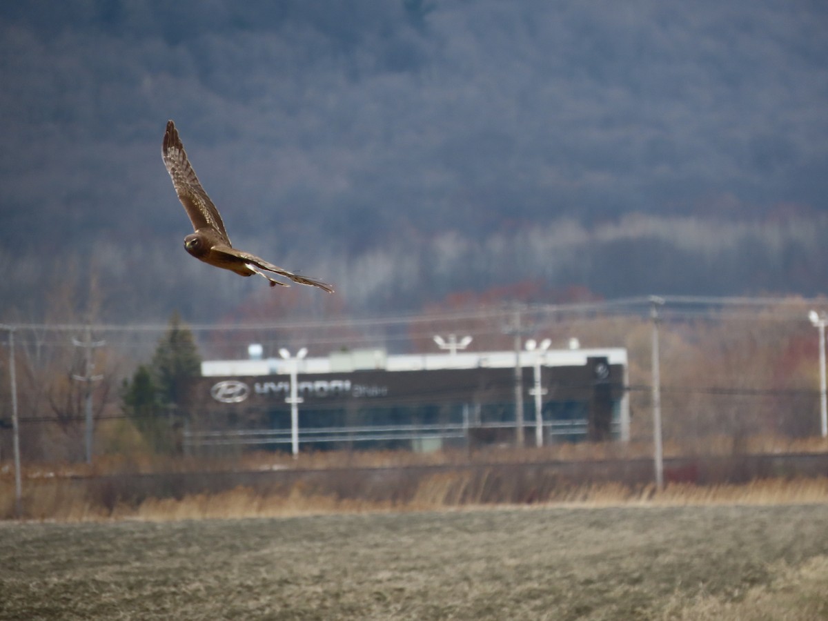 Northern Harrier - ML634065849