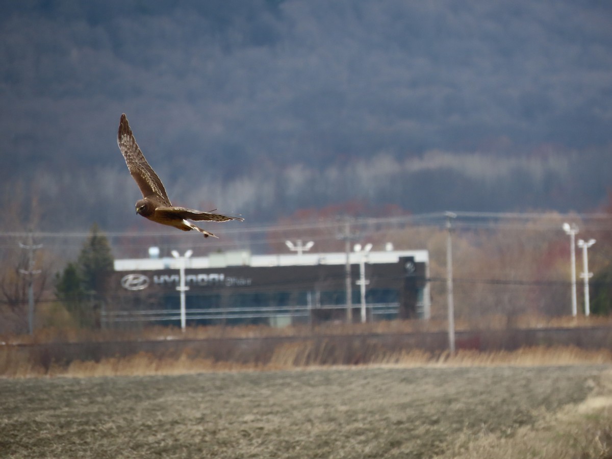 Northern Harrier - ML634065850