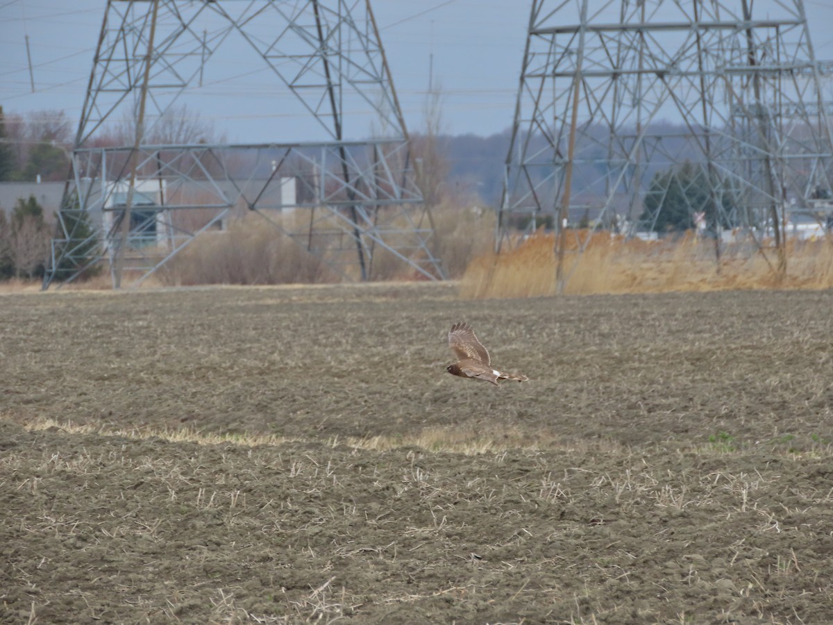 Northern Harrier - ML634065851