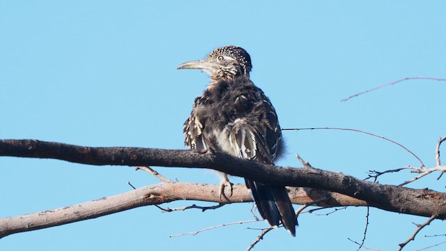 Greater Roadrunner - ML634065893