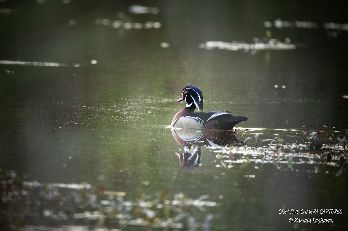 Wood Duck - ML634066077