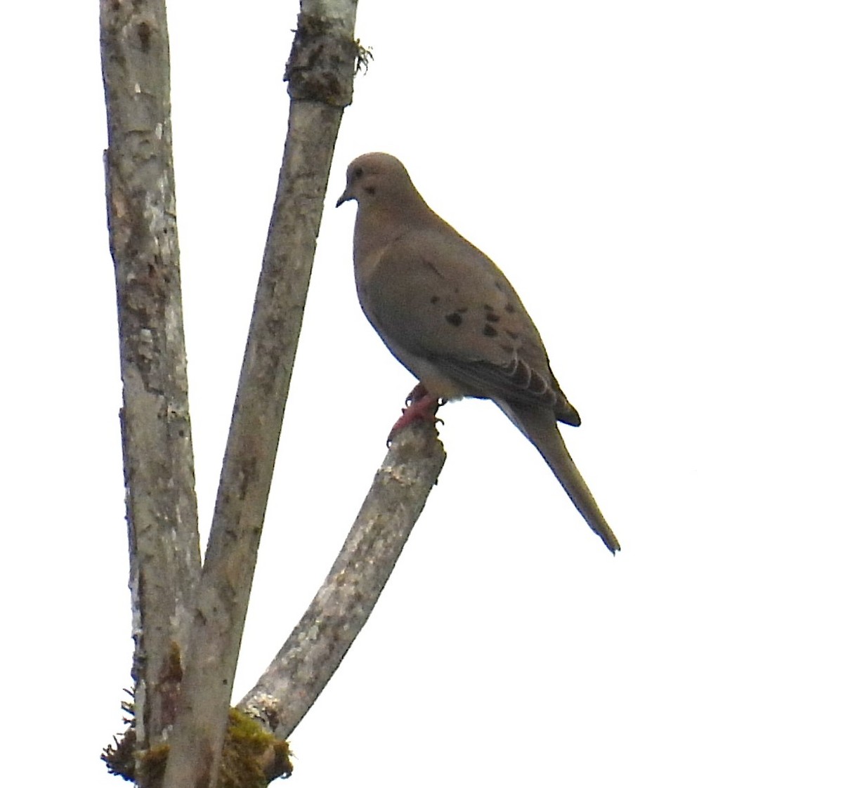 Mourning Dove - ML634066099