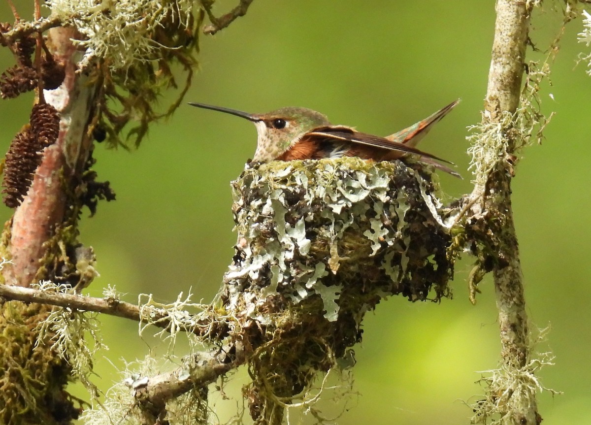 Rufous Hummingbird - ML634066161