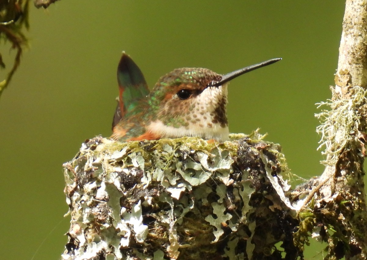 Rufous Hummingbird - ML634066162