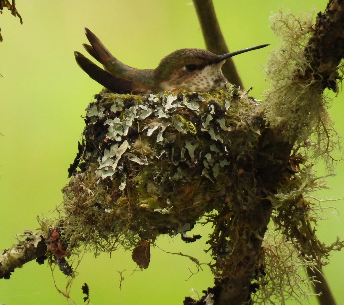 Rufous Hummingbird - ML634066163