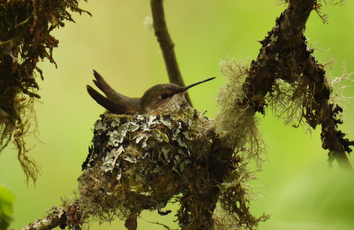 Rufous Hummingbird - ML634066164