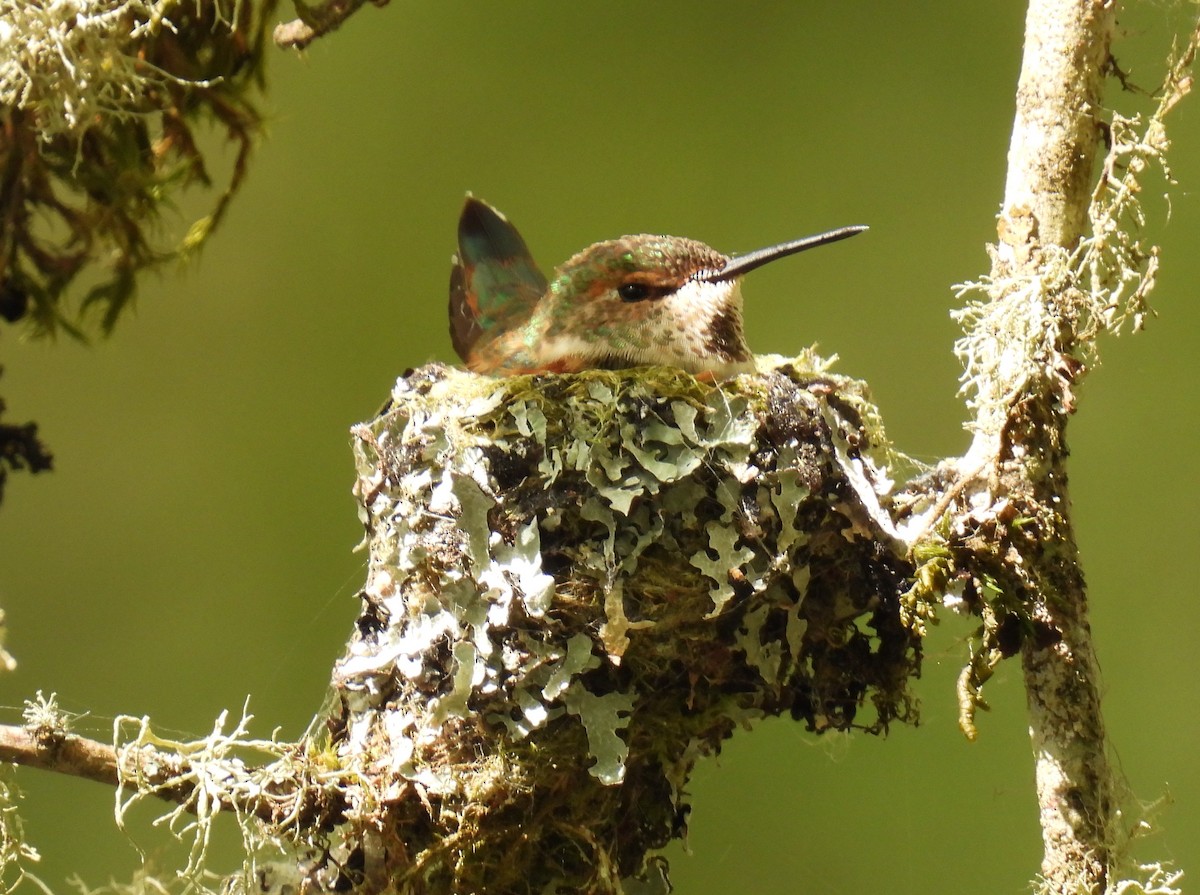 Rufous Hummingbird - ML634066165