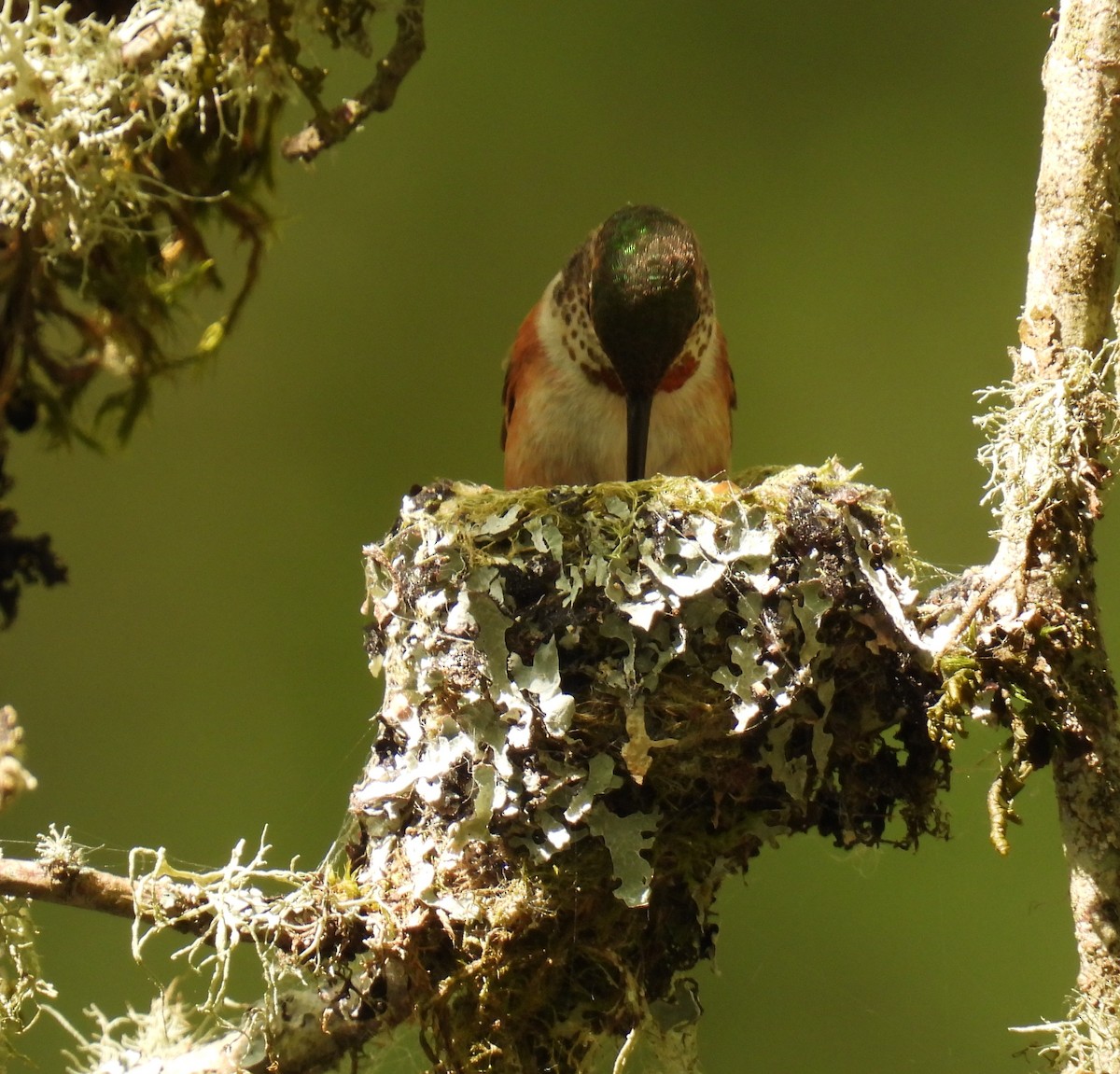 Rufous Hummingbird - ML634066166