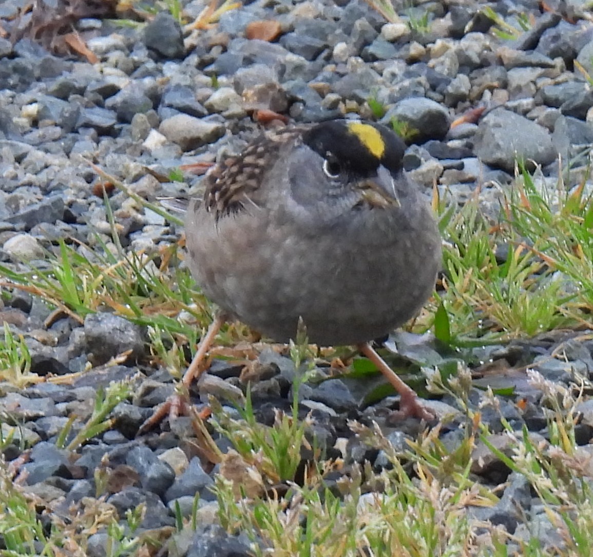 Golden-crowned Sparrow - ML634066296