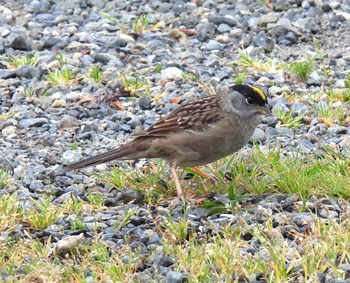 Golden-crowned Sparrow - ML634066297