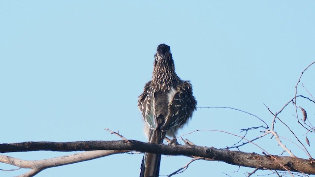 Greater Roadrunner - ML634066422