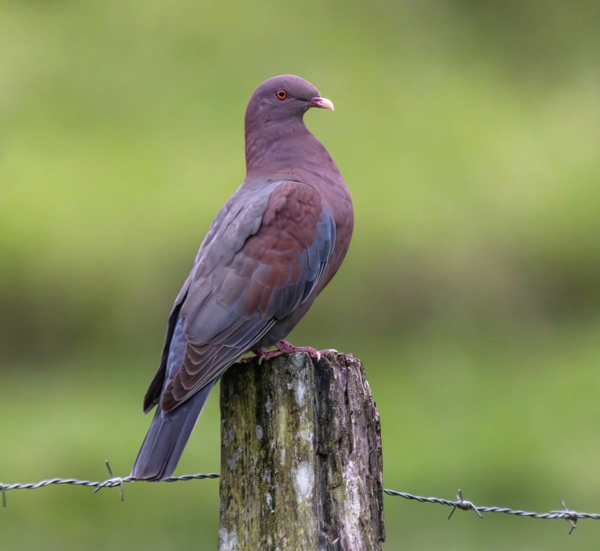 Red-billed Pigeon - ML634066444